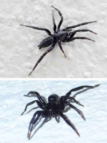 Zelotinae